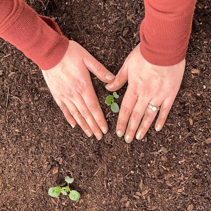 Woman's hands in a heart shape around a young seedling in fresh soil