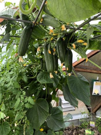Cucumbers on a trellis