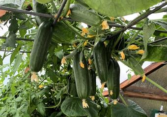 cucumber IMG_3880
