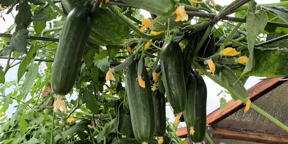 cucumber IMG_3880