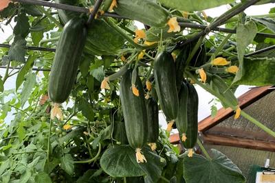 Cucumber image