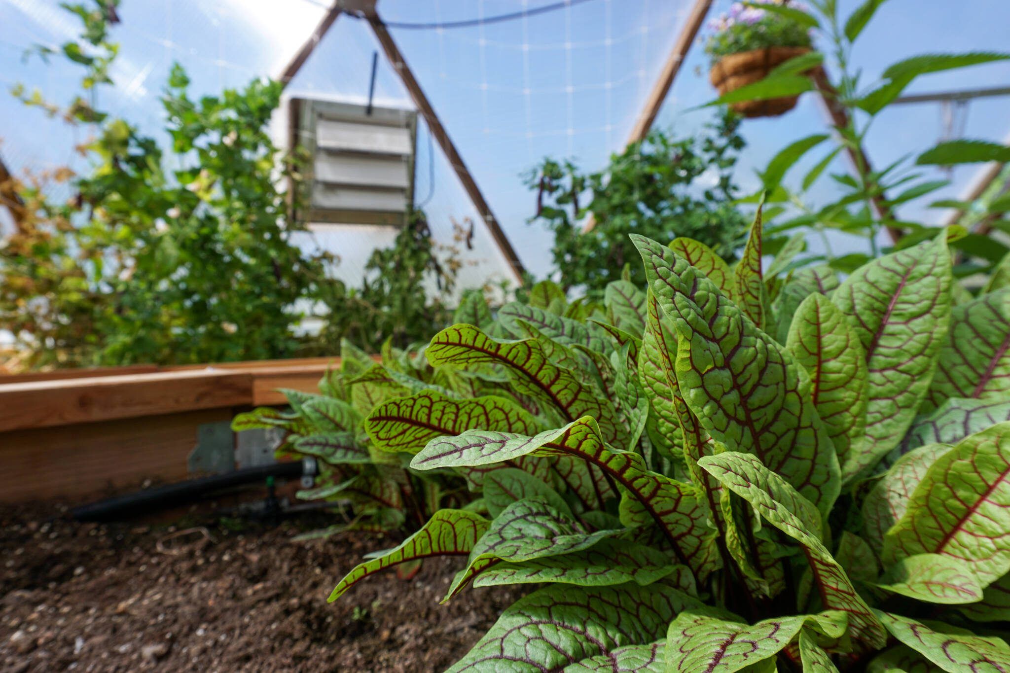 Overgrown sorrel in raised beds