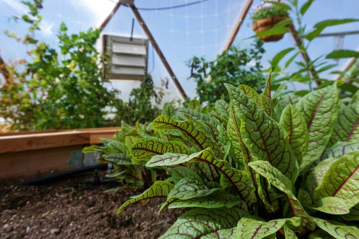 Overgrown sorrel in raised beds