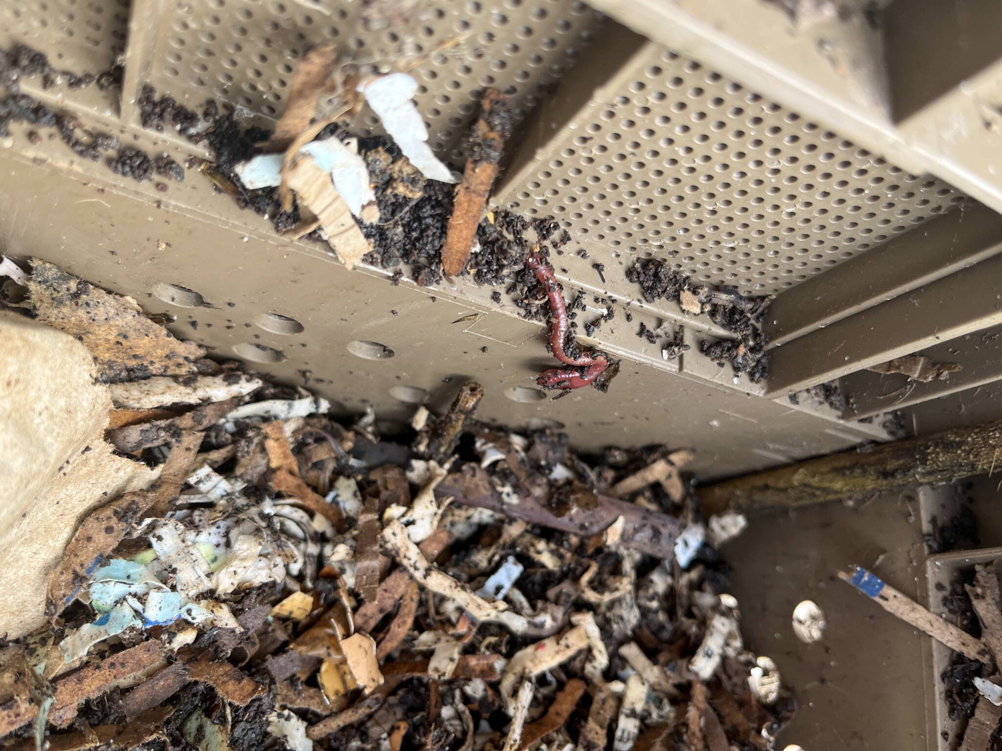 adding worms to the vermicompost bin