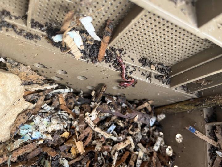 adding worms to the vermicompost bin