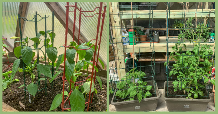 Beans & Tomatoes in Growing Dome Maine Greenhouse