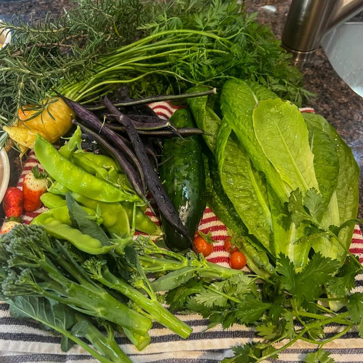 Fresh harvest from a growing dome including purple beans, green peas, broccoli, lettuce, herbs, a few cherry tomatoes, and strawberries