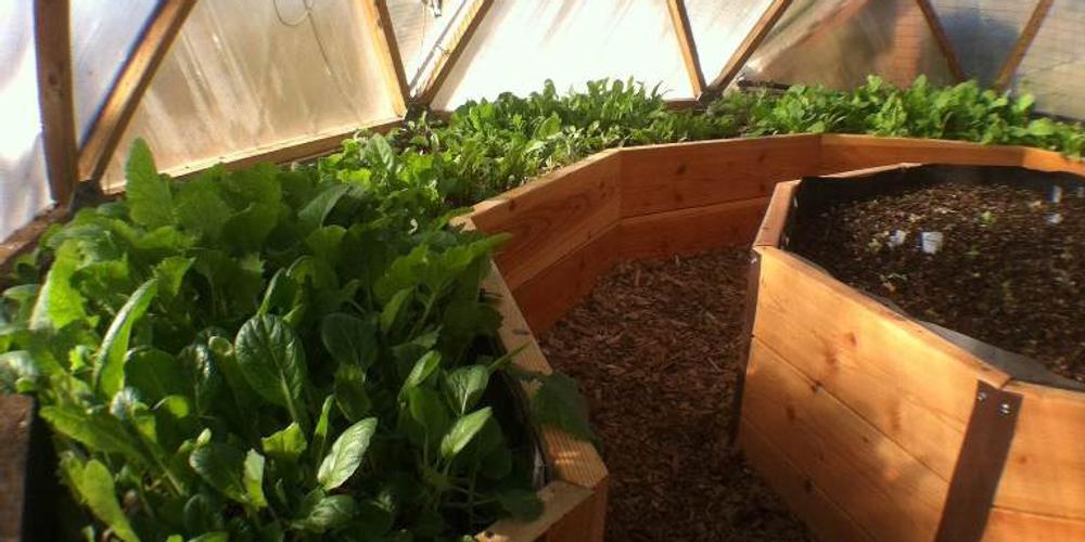 Celebrating Growth in the 15′ Growing Dome image