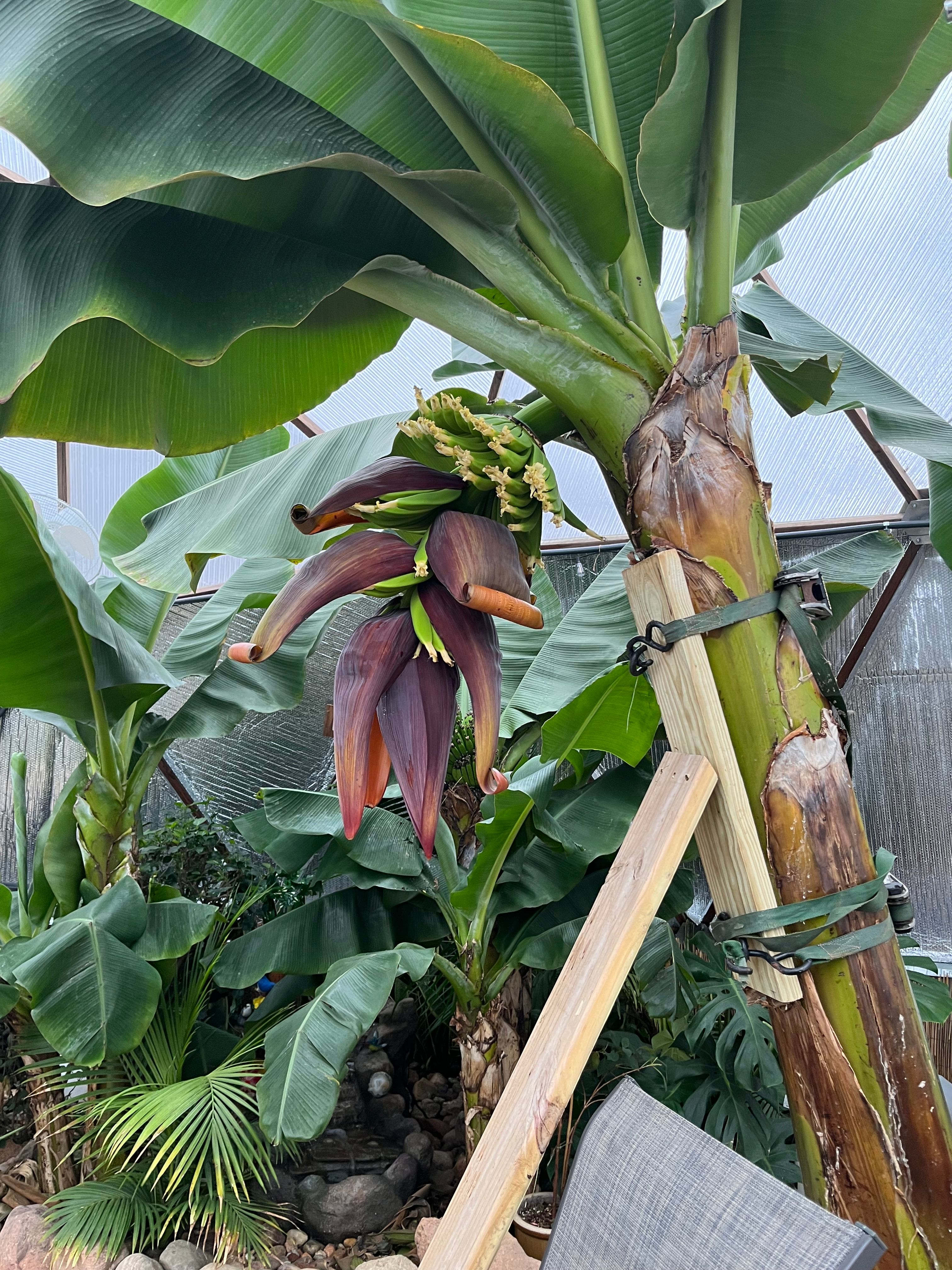 Banana flower beginning to open on a tree inside a Growing Dome greenhouse