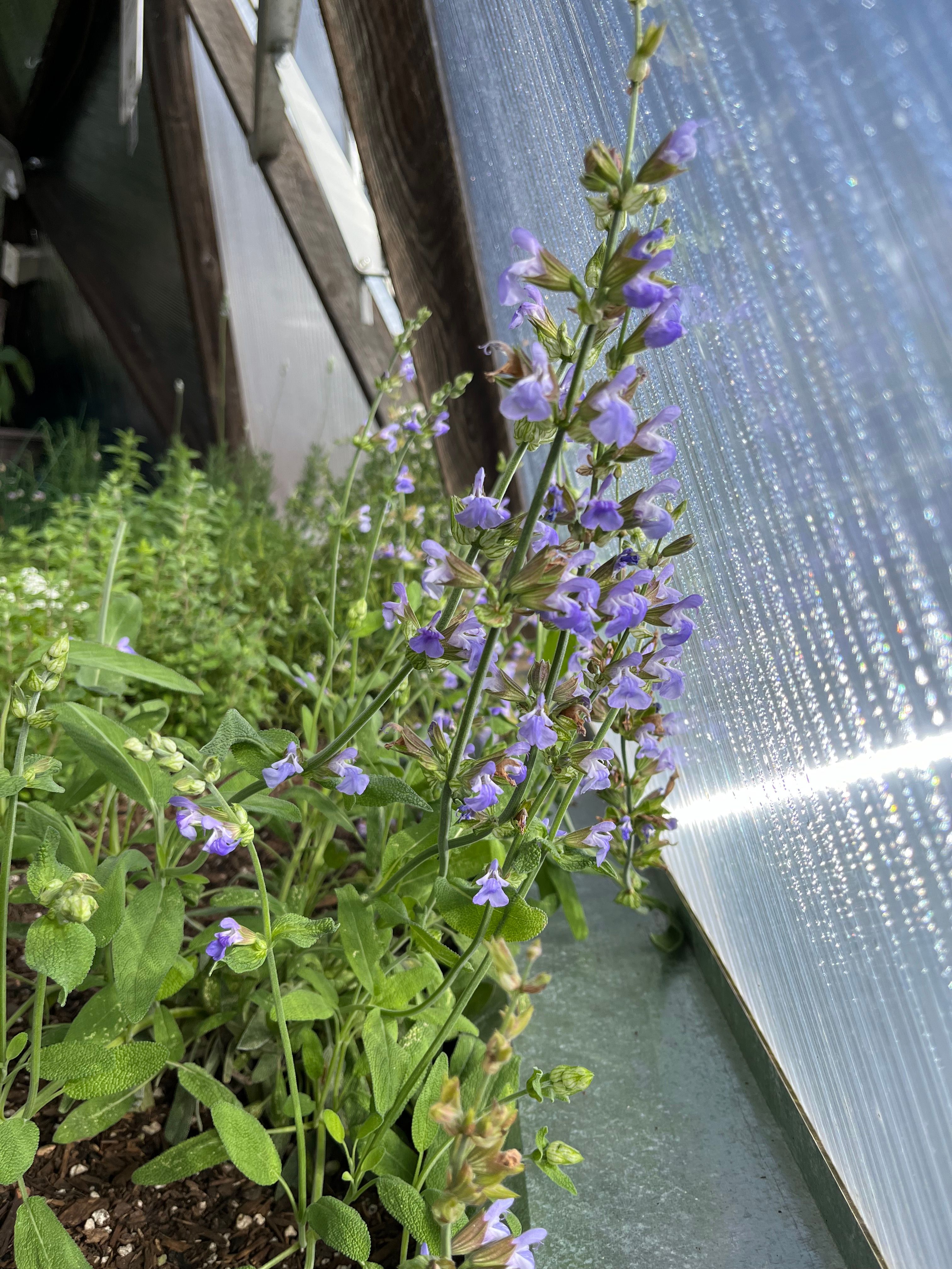 flowering sage plant catching  light through a polycarbonate panel in a greenhouse with other herbs growing in the background