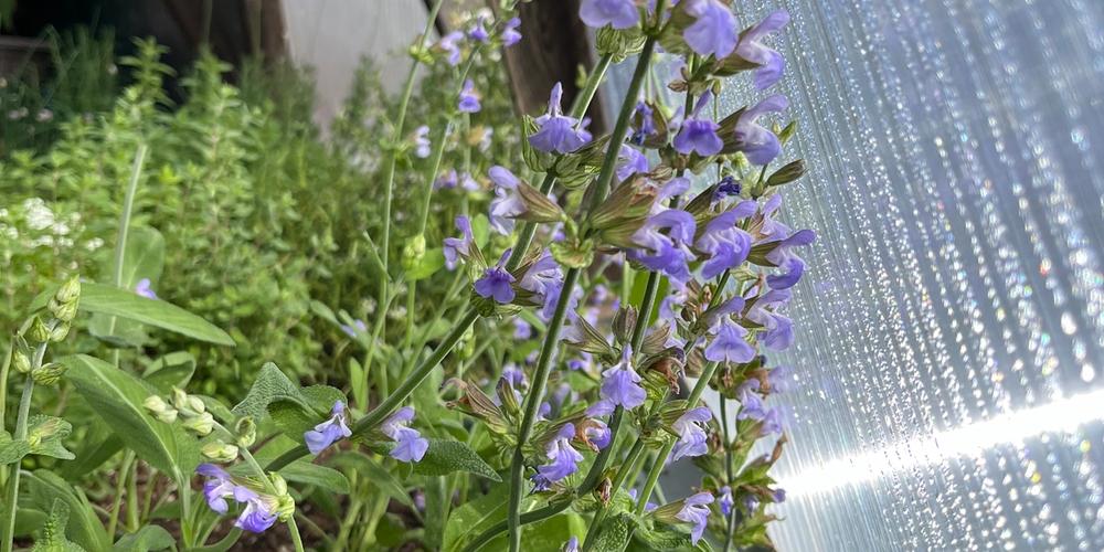 flowering sage plant catching light through a polycarbonate panel in a greenhouse with other herbs growing in the background