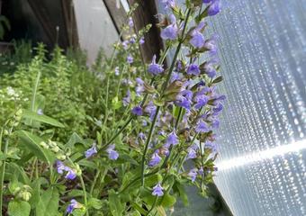 flowering sage plant catching light through a polycarbonate panel in a greenhouse with other herbs growing in the background
