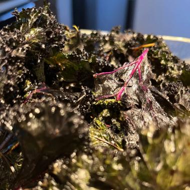 Kale chips up close