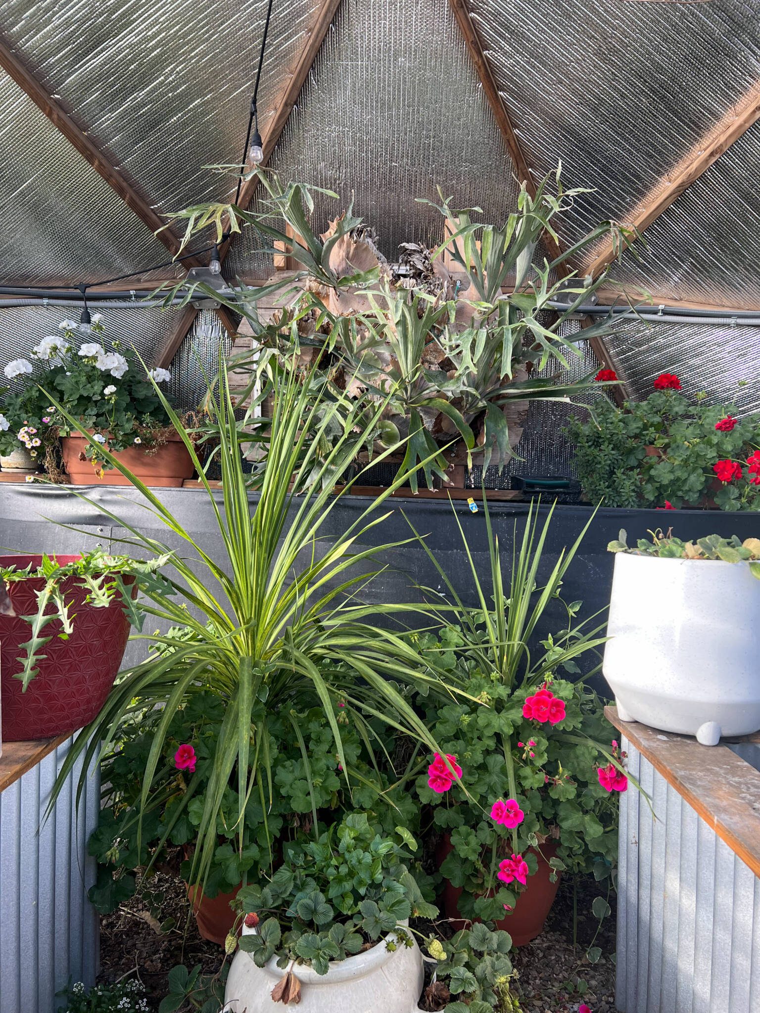 Staghorn fern