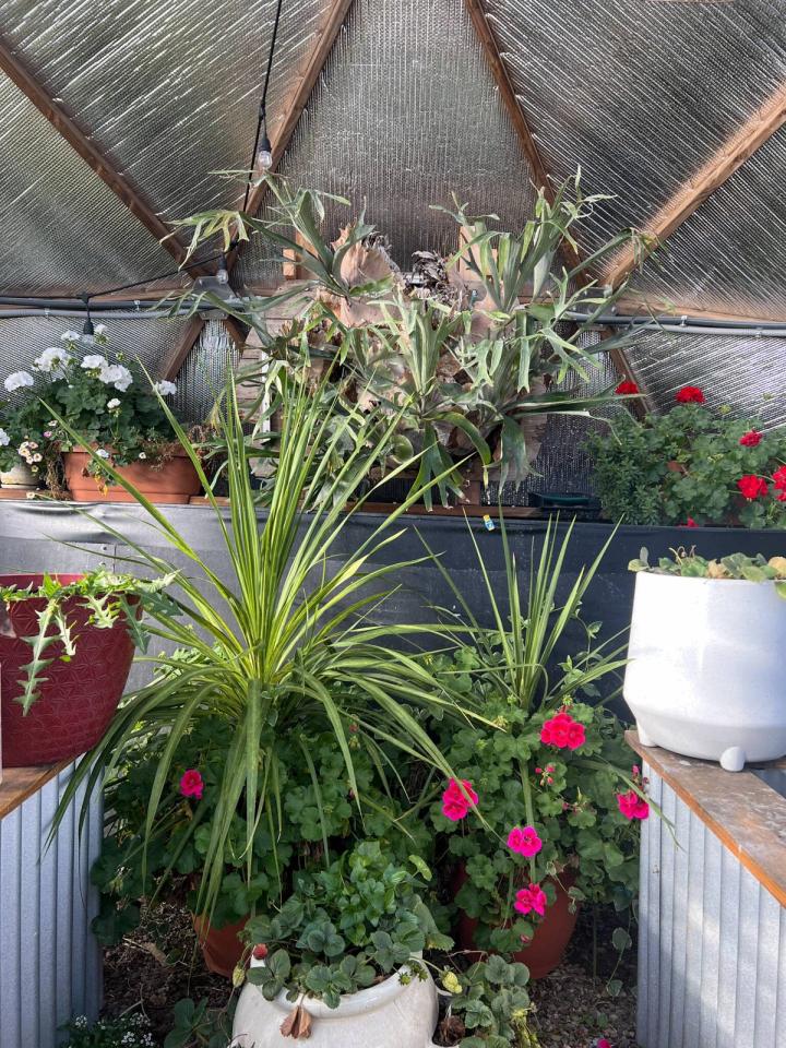 Staghorn fern