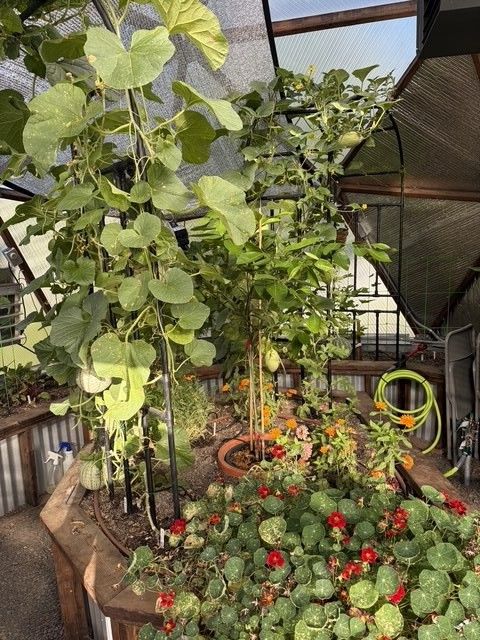 cucumbers and nasturtiums growing up a trellis in a backyard greenhouse