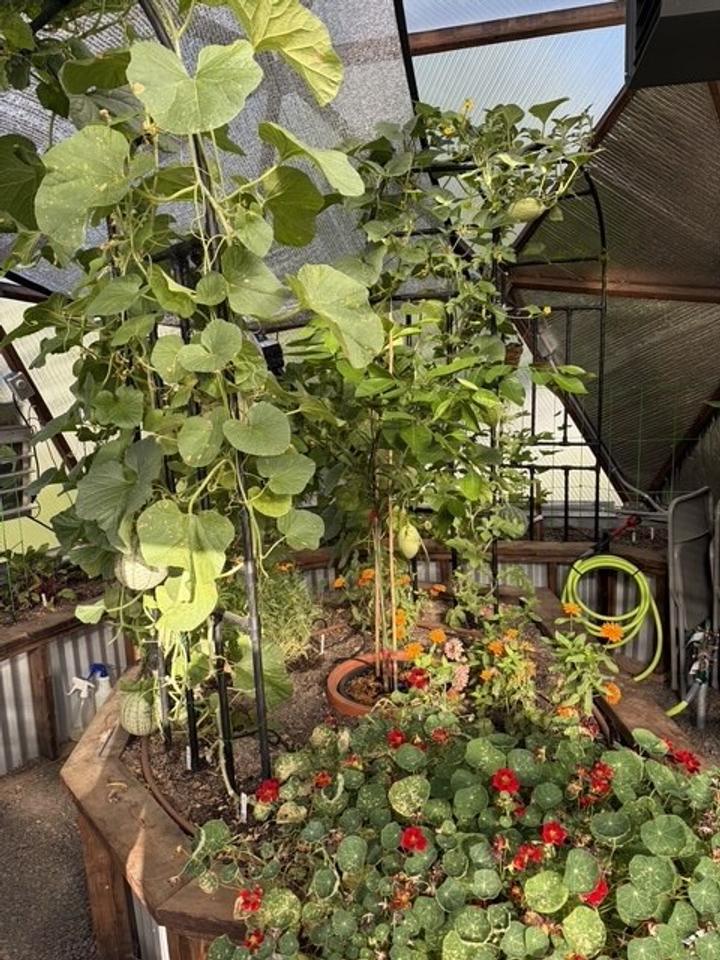 cucumbers and nasturtiums growing up a trellis in a backyard greenhouse