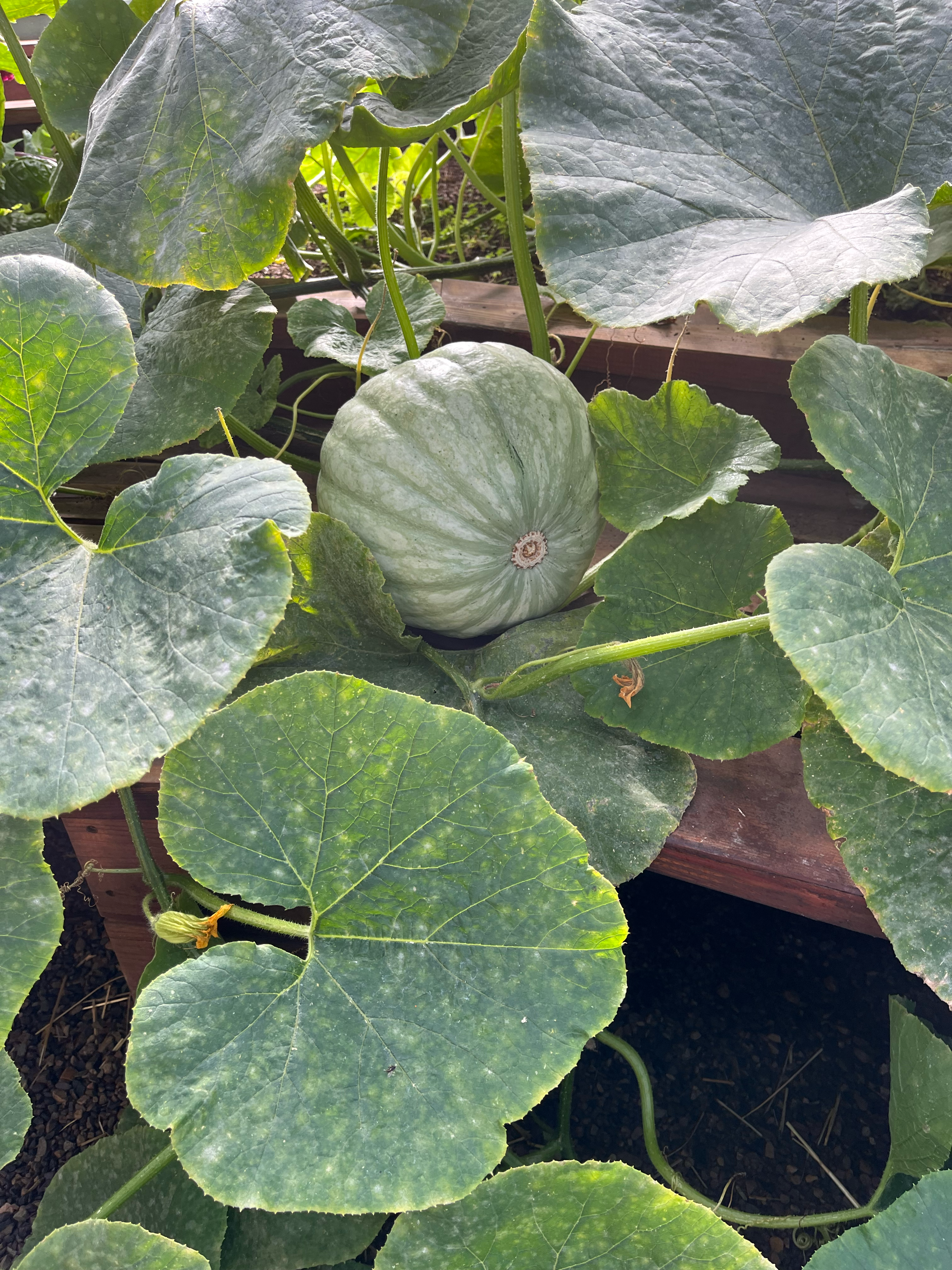 Pale green squash surrounded by large leaves with powdery mildew spots