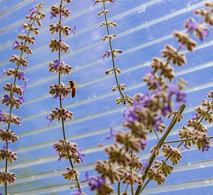 Bee pollinating flowers in a greenhouse