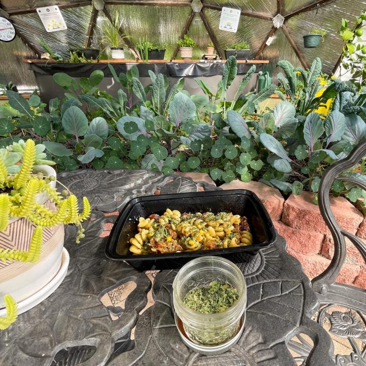 pasta casserole sprinkled with green powder made from drying foods like beet greens and kale sits on a tabletop in 26' Growing Dome with brassicas, nasturtiums, and kale growing in the background