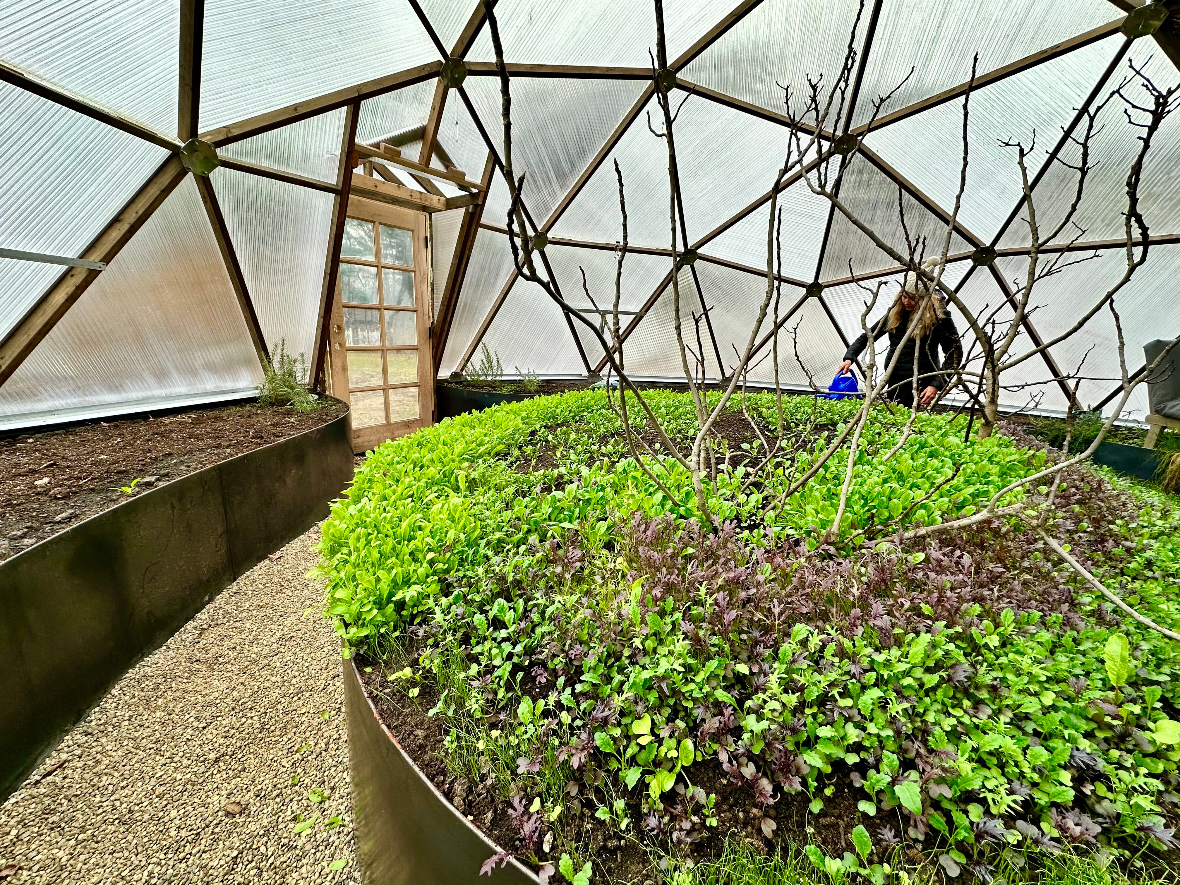 center bed in geodesic greenhouse with small greens and branches from deciduous tree that has lost its leaves for winter someone is hand watering in the background