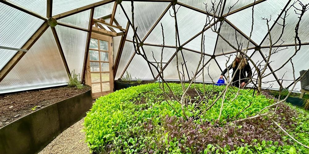 center bed in geodesic greenhouse with small greens and branches from deciduous tree that has lost its leaves for winter someone is hand watering in the background