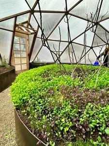 center bed in geodesic greenhouse with small greens and branches from deciduous tree that has lost its leaves for winter someone is hand watering in the background