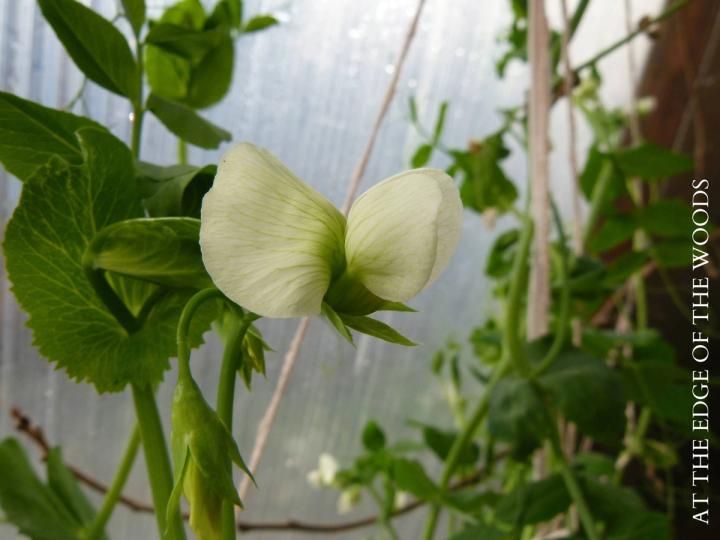 snow pea in homestead greenhouse