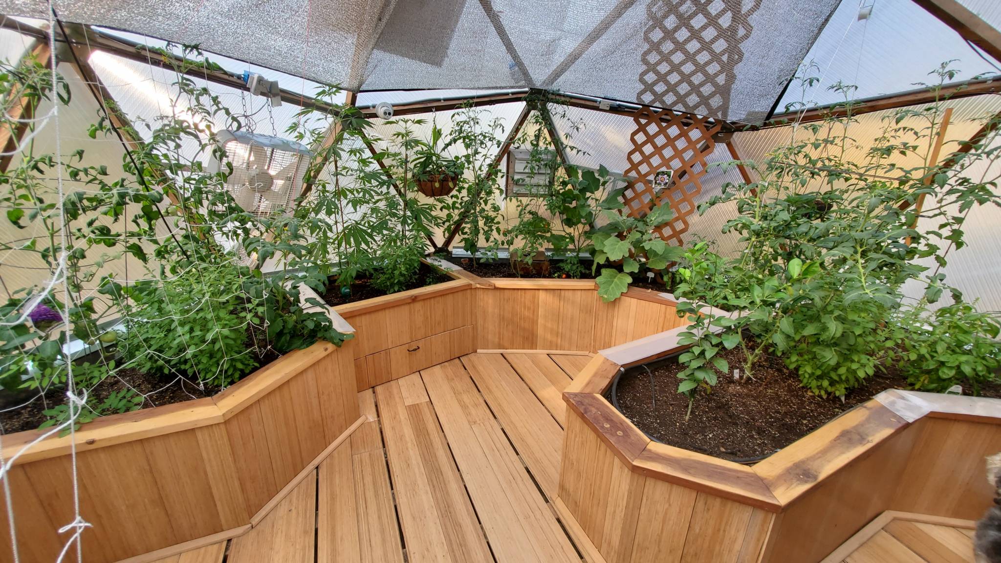raised wooden beds and flooring inside the greenhouse