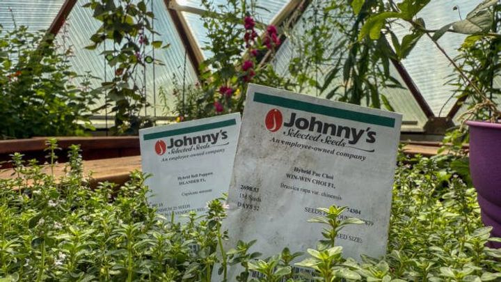 Two packs of hybrid seeds in a garden bed with pink flowers and green foliage in background