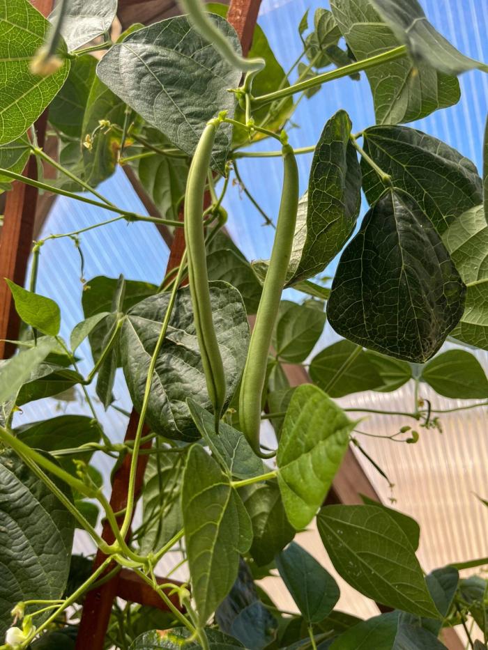 Pole beans growing on the vine in a greenhouse