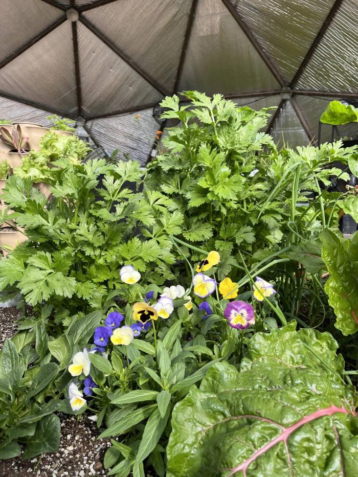 violas growing amongst other plants in a raised bed in a greenhouse