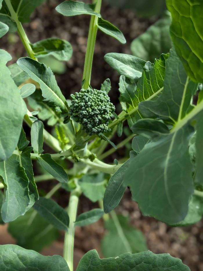 growing brassicas, broccoli in a dome greenhouse