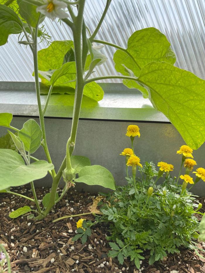 eggplant and marigold