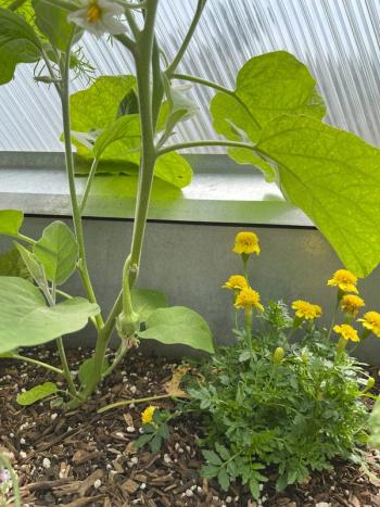 Eggplant and marigold companions