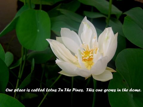 lotus blossom