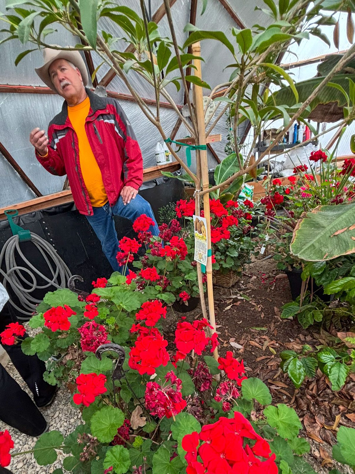 Bill giving a tour of his Growing Dome. There are bright red geraniums in the foreground and you can see tropical plants like bananas growing in raised beds in the background