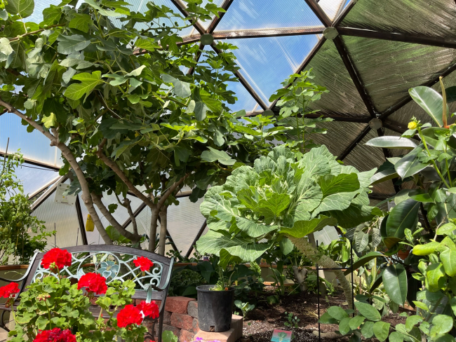 Geodesic greenhouse with a fig tree to the left, a red geranium, and a large collard green on the right