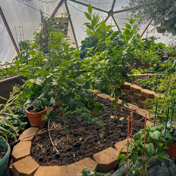Citrus trees growing in a pave stone garden bed inside a growing dome