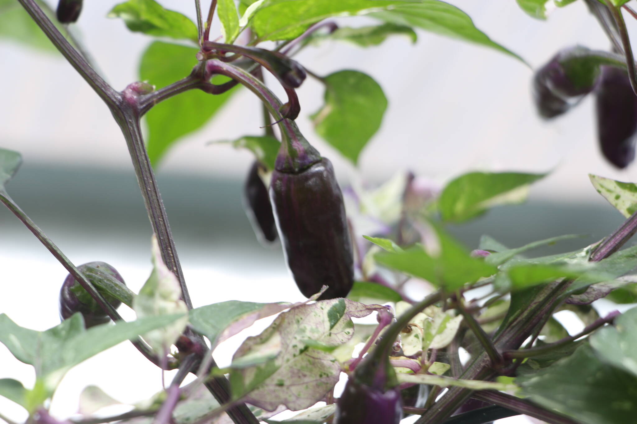 purple Jigsaw pepper