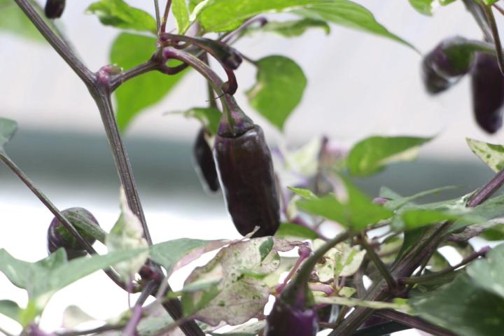 purple Jigsaw pepper