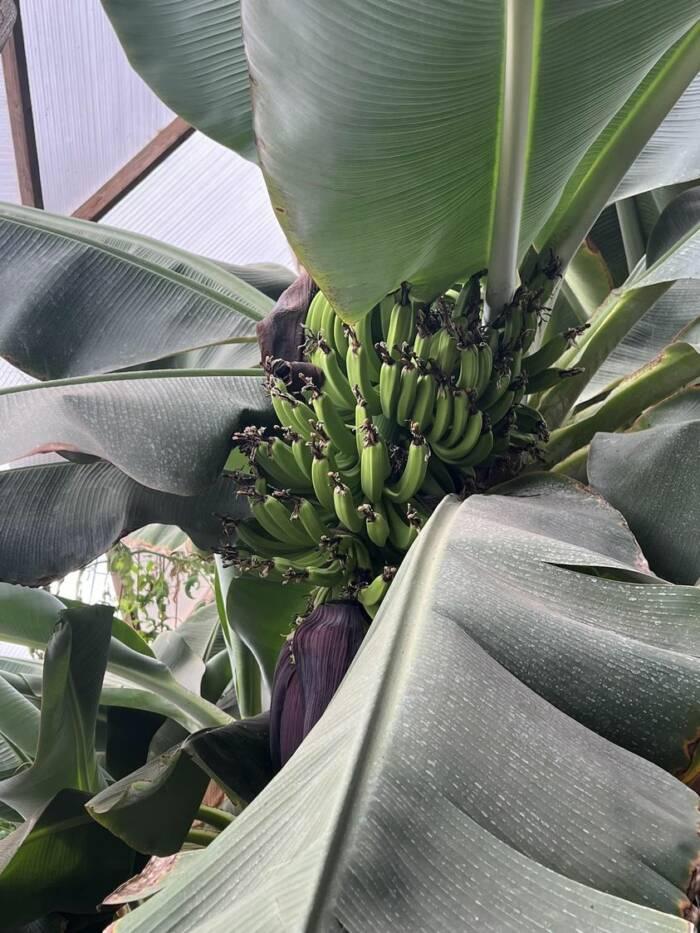 Growing bananas in a dome March 2023 big green hand of bananas peeking out amongst the leaves