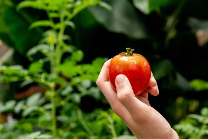 growing tomatoes in tropical greenhouse