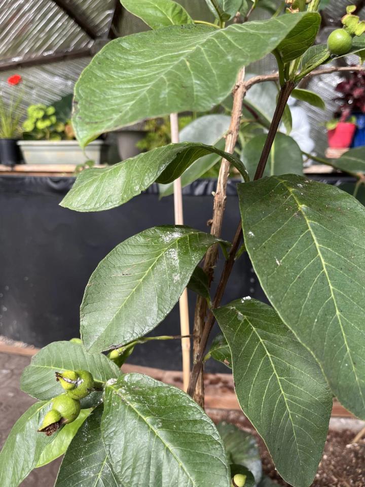guava tree leaves with white powdery looking mildew called scale