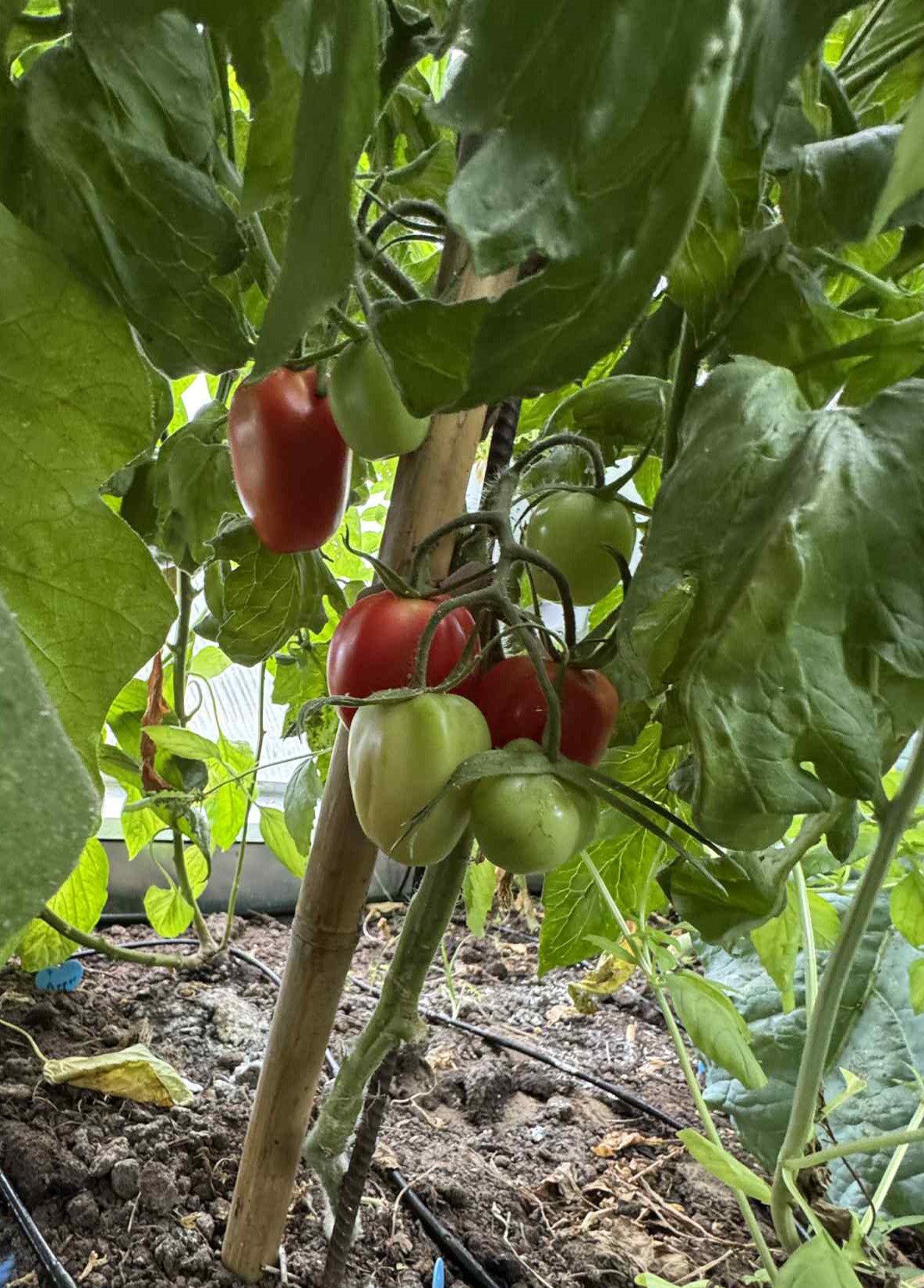 dome grown tomatoes ripening in Nielson's Nebraska greenhouse