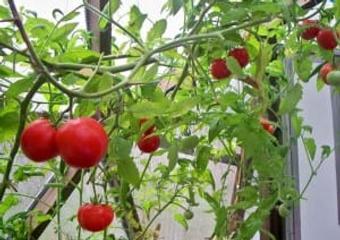 Success Gardening Indoors in Winter on the Oregon Coast image