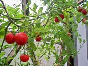 Tomatoes in Oregon Greenhouse