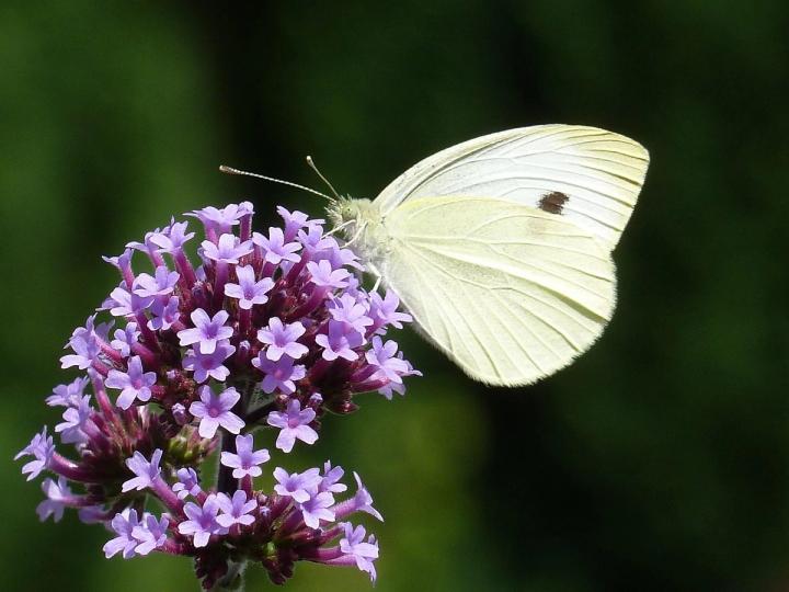 Verbena flower and moth Pixabay photo