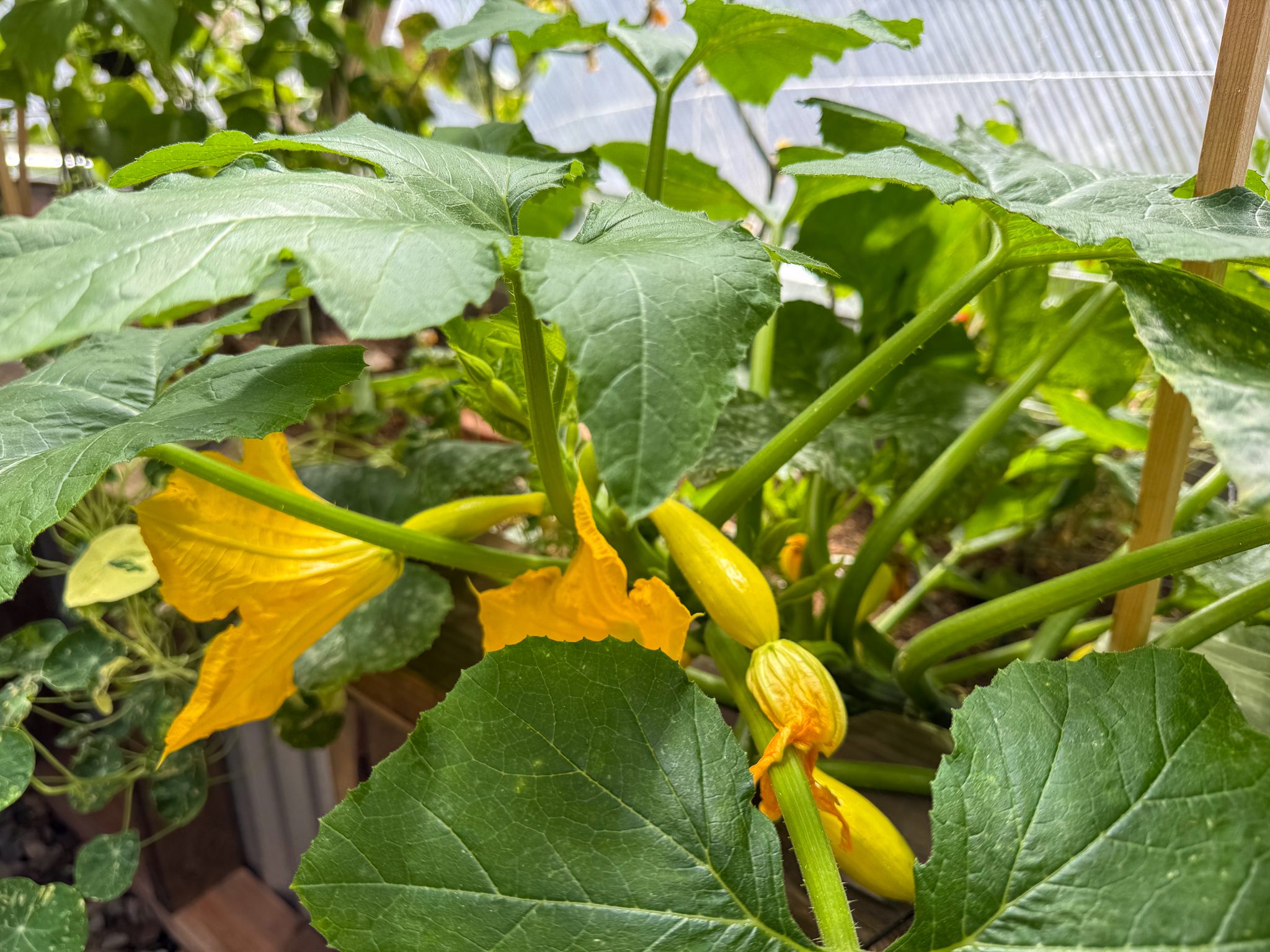 Yellow summer squash and blossoms growing inside a Growing Dome