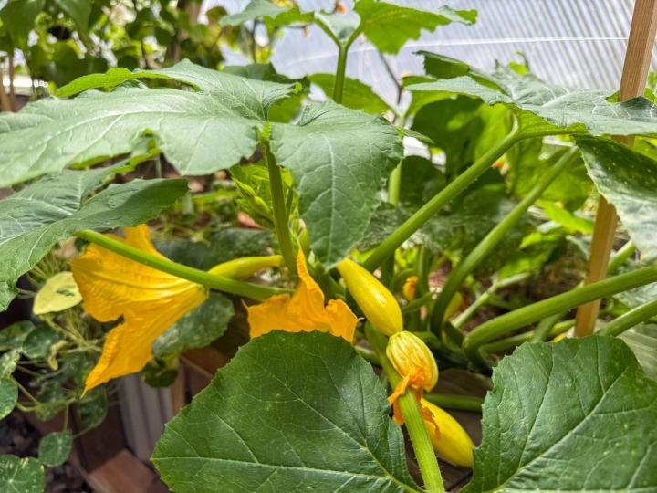 Summer squash plant with fruit and flowers in a greenhouse
